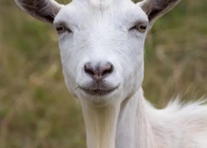 Confort Avec Piscine, Terrasse, Et Sauna Prive En Montagne - Fr-1-589-101 Ferdrupt