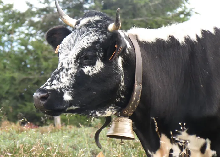 Prázdninový dům Confort Avec Piscine, Terrasse, Et Sauna Prive En Montagne - Fr-1-589-101